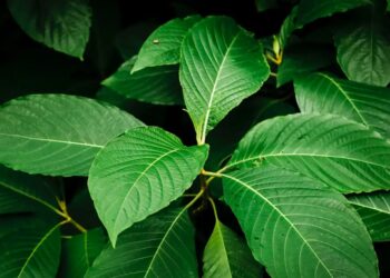 Daun Surga Kalimantan Kratom Siap Jadi Obat Pereda Nyeri
