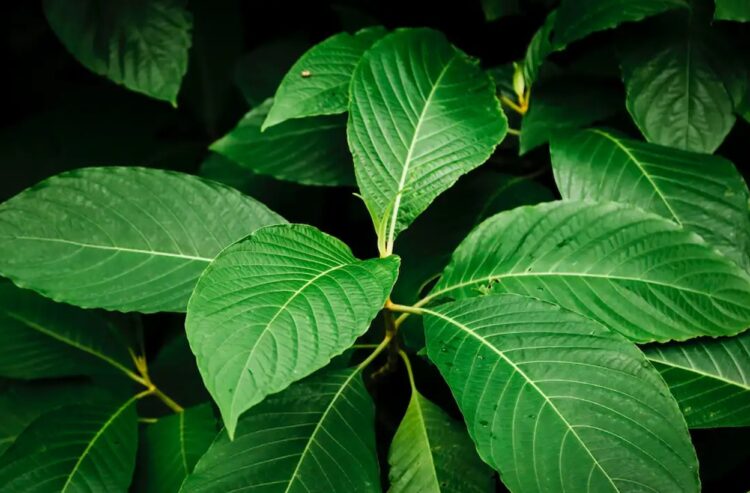 Daun Surga Kalimantan Kratom Siap Jadi Obat Pereda Nyeri