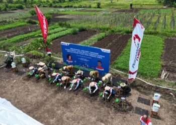 Inovasi di Tengah Kemarau, Pertamina Tanam Harapan Bersama Petani Desa Sobokerto