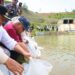 Jaga Sumber Pangan Protein, Otorita IKN Tebar 500 Kg Benih Ikan