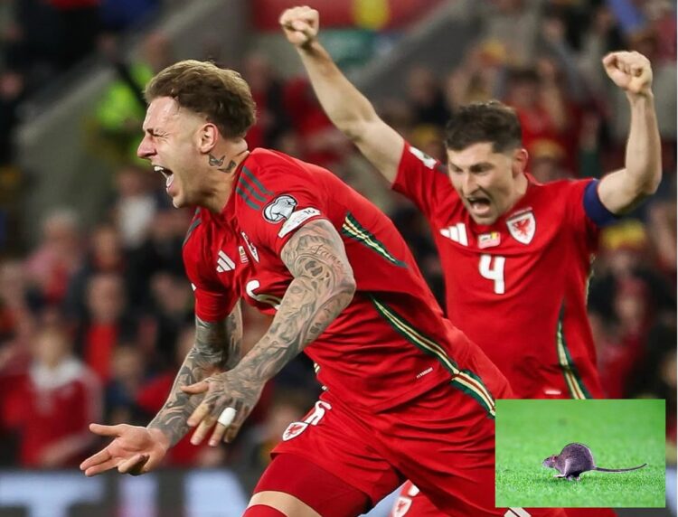 tikus masuk lapangan Wales vs Belgia
