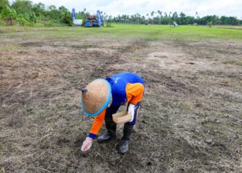 Upaya Perkuat Ketahanan Pangan Nusantara, OIKN Kembangkan Padi Gogo