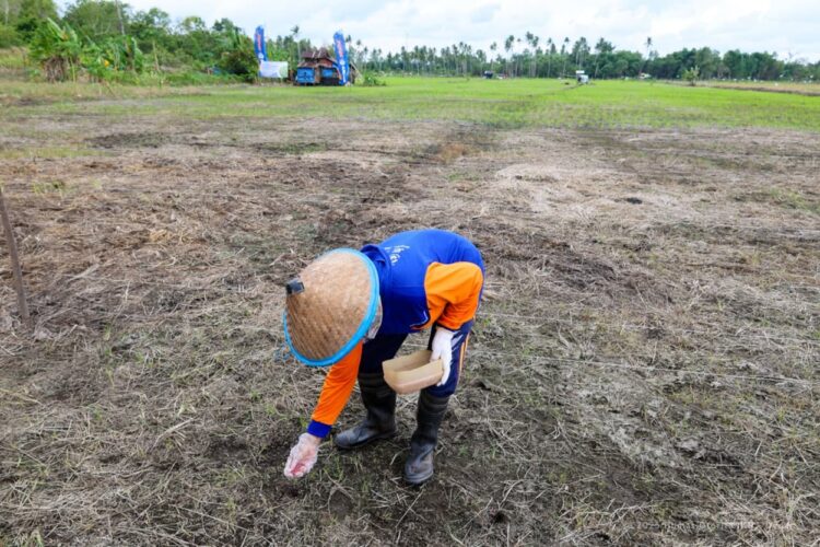 Upaya Perkuat Ketahanan Pangan Nusantara, OIKN Kembangkan Padi Gogo