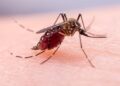 Sepanjang 2025 Kasus Malaria di Wilayah Serambi IKN Turun Signifikan