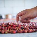 IKN Gas Pol! Kopi Liberika Lokal Siap Mendunia Lewat Kolaborasi Maut Otorita IKN & Bank Indonesia