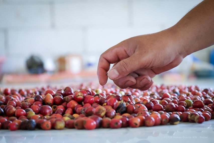 IKN Gas Pol! Kopi Liberika Lokal Siap Mendunia Lewat Kolaborasi Maut Otorita IKN & Bank Indonesia