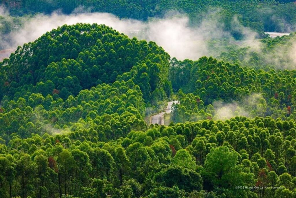 Target Farest Target Forest City 2045, IKN Diklaim Jadi Titik Balik Pemulihan Hutan ...