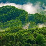 Revolusi Hijau IKN: 1.805 Hektare Lahan Disulap Jadi Surga Tropis Baru