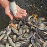 Poto: Sains Indonesia