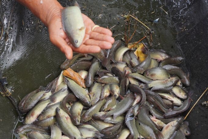 Poto: Sains Indonesia