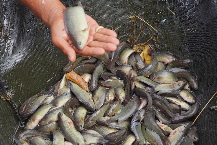 Poto: Sains Indonesia