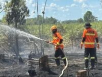 Strategi Pagar Betis Karhutla IKN