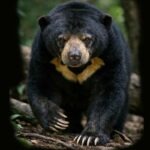 Bahaya dan cara mengusir beruang madu