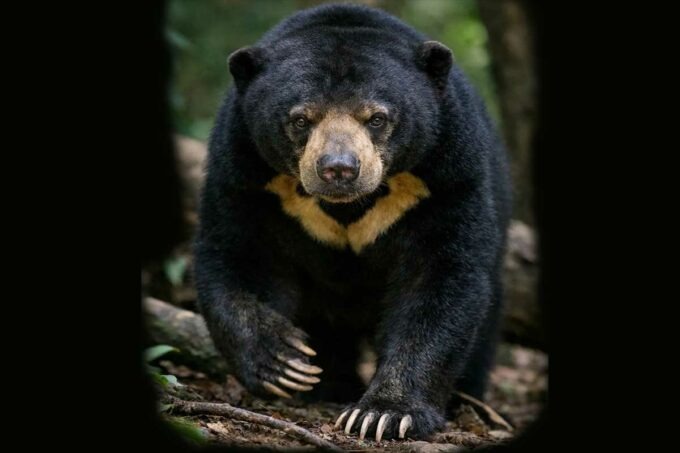 Bahaya dan cara mengusir beruang madu