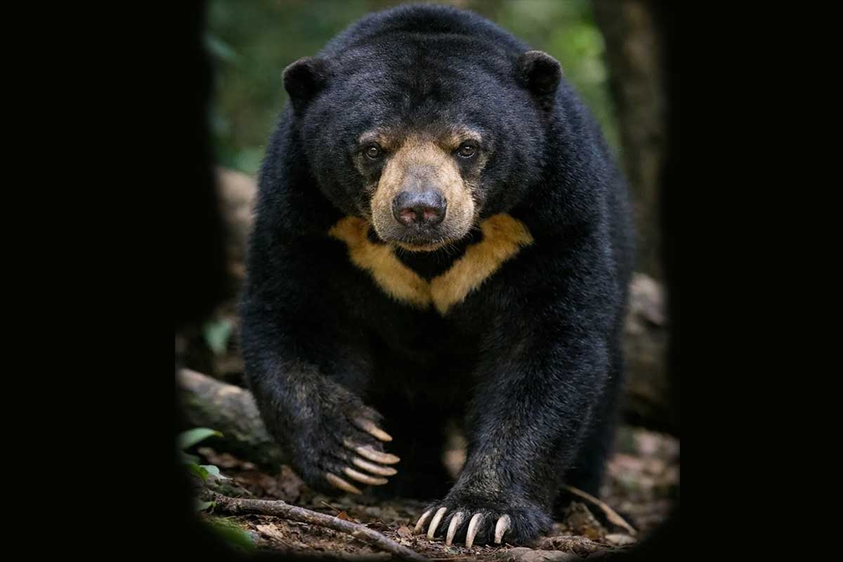 Bahaya dan cara mengusir beruang madu