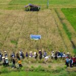 Bukan Padi Biasa! Ini Rahasia Beras Gurih IPB 9G yang Siap Jadi Pasokan Utama IKN