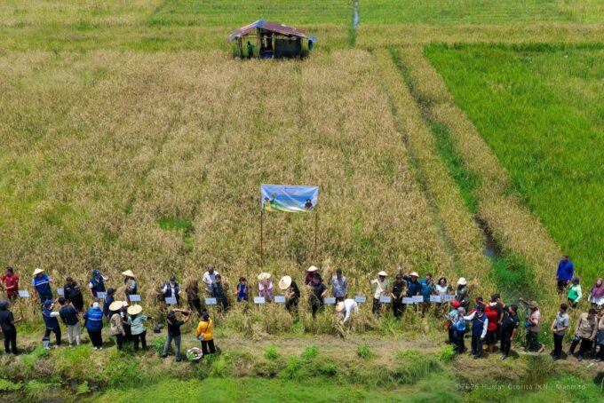 Bukan Padi Biasa! Ini Rahasia Beras Gurih IPB 9G yang Siap Jadi Pasokan Utama IKN