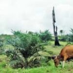 program ini perlu dioptimalkan agar Kotawaringin Timur bisa mandiri, bahkan swasembada daging sapi.