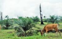 program ini perlu dioptimalkan agar Kotawaringin Timur bisa mandiri, bahkan swasembada daging sapi.