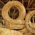 Menggarap Potensi 'Emas Hijau' Nusantara, Rotan Sebagai Napas Baru Ekonomi IKN