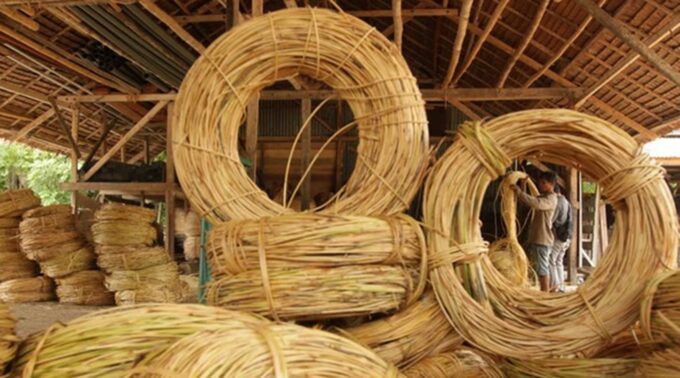 Menggarap Potensi 'Emas Hijau' Nusantara, Rotan Sebagai Napas Baru Ekonomi IKN