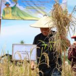 Padi Gogo Riset IPB Tumbuh Subur di IKN Tanpa Sentuhan Pupuk Kimia