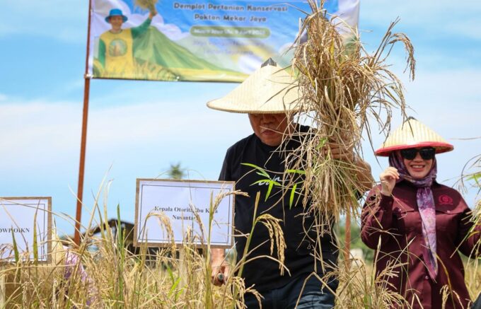 Padi Gogo Riset IPB Tumbuh Subur di IKN Tanpa Sentuhan Pupuk Kimia