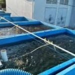 Pemerintah Kabupaten Berau, Kalimantan Timur bersama Yayasan Konservasi Alam Nusantara (YKAN) berkolaborasi memenuhi benih udang windu bagi petambak