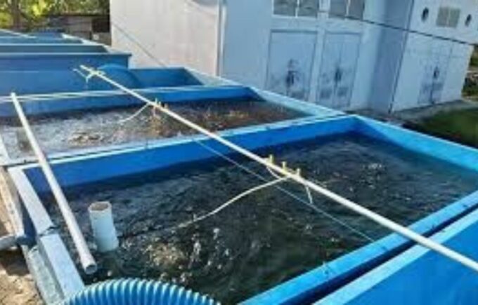 Pemerintah Kabupaten Berau, Kalimantan Timur bersama Yayasan Konservasi Alam Nusantara (YKAN) berkolaborasi memenuhi benih udang windu bagi petambak