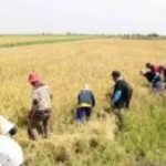 Wabup Kabupaten Hulu Sungai Utara (HSU), Kalimantan Selatan Hero Setiawan hadiri Focus Group Discussion (FGD) Pertanian Terintegrasi
