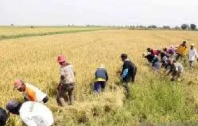Wabup Kabupaten Hulu Sungai Utara (HSU), Kalimantan Selatan Hero Setiawan hadiri Focus Group Discussion (FGD) Pertanian Terintegrasi