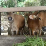 Peternakan sapi milik warga (Ist)