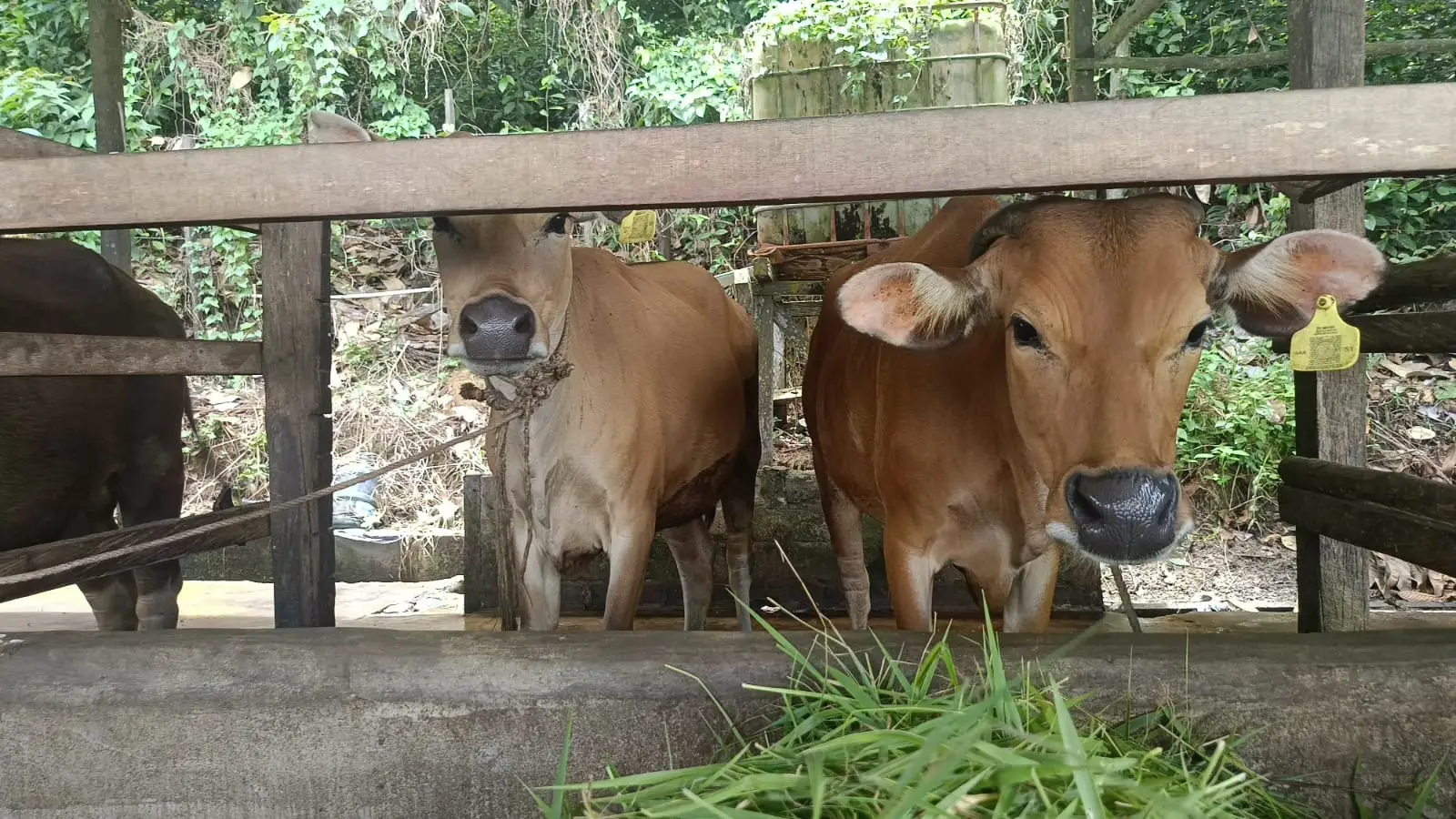 Peternakan sapi milik warga (Ist)