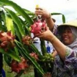 Secara mengejutkan namun strategis, komoditas buah naga terpilih sebagai fokus utama dalam Program Percepatan Ekonomi Daerah (PED).