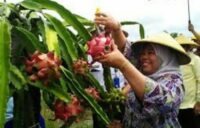 Secara mengejutkan namun strategis, komoditas buah naga terpilih sebagai fokus utama dalam Program Percepatan Ekonomi Daerah (PED).