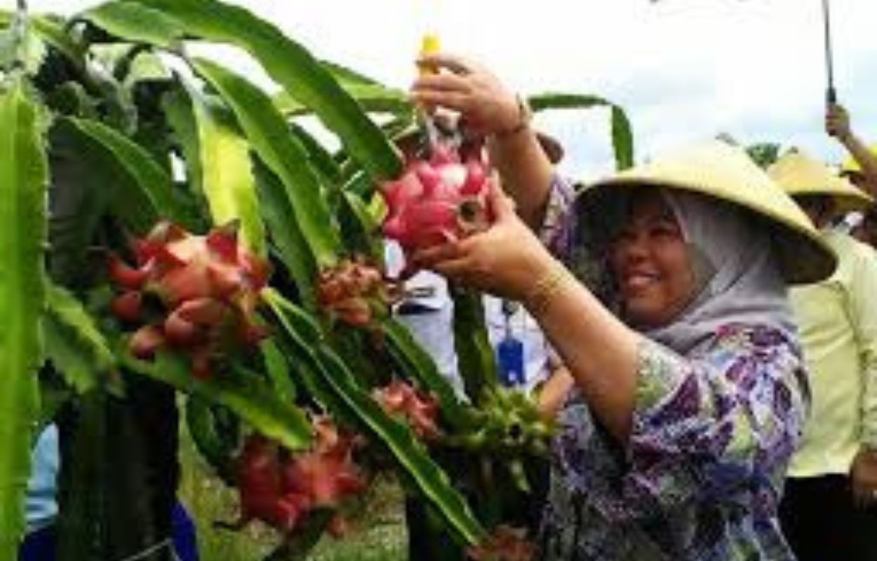 Secara mengejutkan namun strategis, komoditas buah naga terpilih sebagai fokus utama dalam Program Percepatan Ekonomi Daerah (PED).